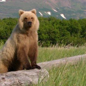 bear-100 Nama Binatang Dalam Bahasa Inggris A-Z lengkap Dengan Gambar